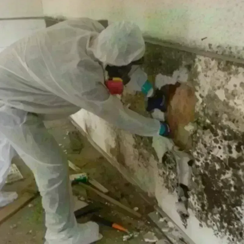 Mold Remediation and Removal in Keokuk, IA